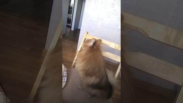 Шпиц Рокки поет смотреть онлайн