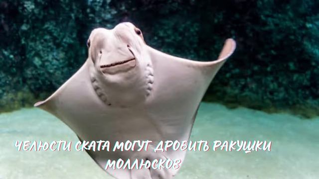 Скат. Интересно знать #скат смотреть онлайн