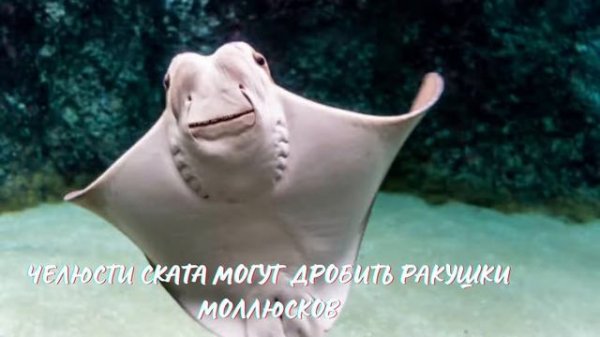 Скат. Интересно знать #скат