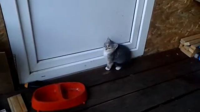 Кошачья педагогика смотреть онлайн