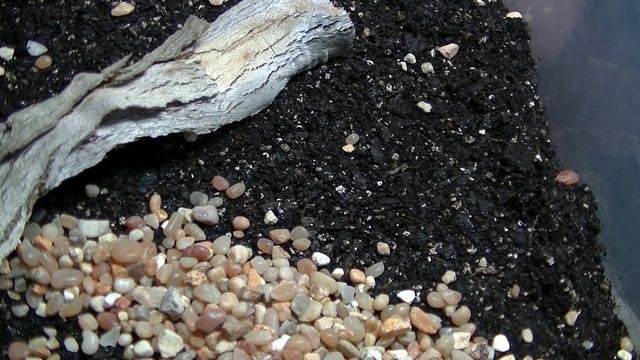 vlog#177 the predatory beetle !!!! смотреть онлайн