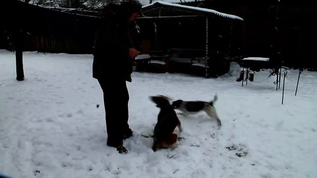 В семье Купцовых города Костюковичи живет поющая собака