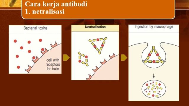 ANTIGEN DAN ANTIBODI PART 2 CARA KERJA ANTIBODI смотреть онлайн