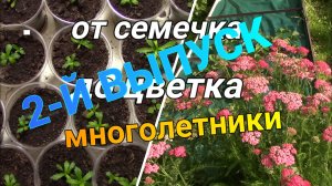 Как завести многолетние цветы семенами? 2-й выпуск