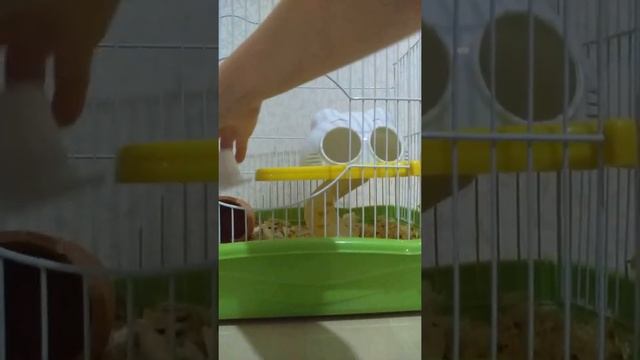 Сделали перестановку в клетке хомяка. 😍😘