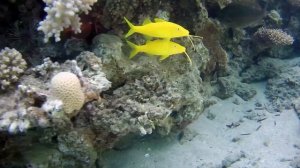 Happy Life Village Home Reef 4