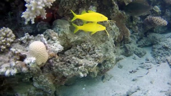 Happy Life Village Home Reef 4