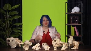 Разнообразие млекопитающих