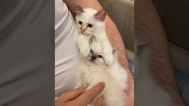 Ручные котята породы Священная Бирма смотреть онлайн
