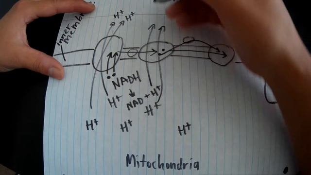 Electron Transport Chain: Oxidative phosphorylation смотреть онлайн