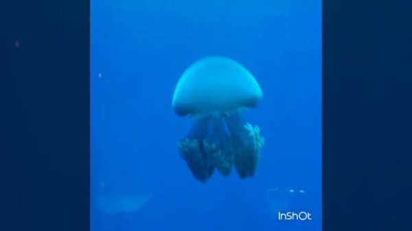 Красивая мидуза