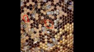 Болезни пчел!!!Судный день для  вас!!!Мешотчатый расплод клиника 2!!!