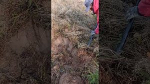 Как пересадить трёхметровую берёзу своими руками.