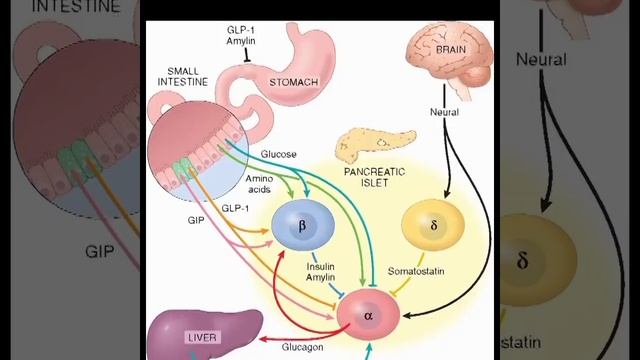 #Fact#Biology#Pancreas#UploadedByUnknown смотреть онлайн