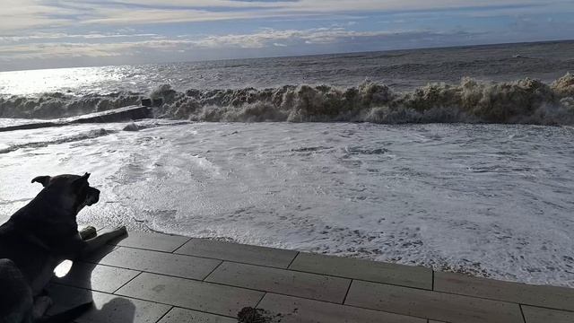 18.12.2024. Адлер, прогулка по набережной смотреть онлайн