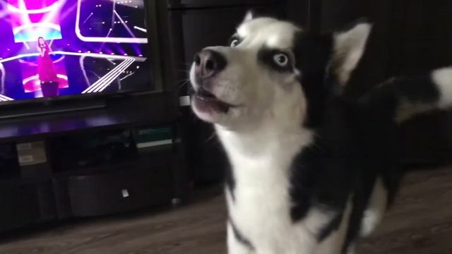 Хаски поёт