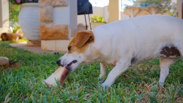 Пропала собака водолаз, окрас черный, акваланг синий Красивая музыка для расслабления смотреть онлайн