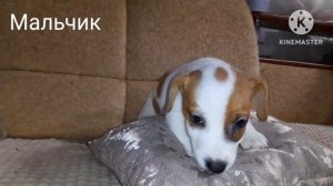 Щенки Джек рассел терьер 🐶