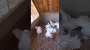 Омские статные голуби Скотникова Александра Валентиновича г. Воронеж  часть №4, т. 8 915 548 40 57 .