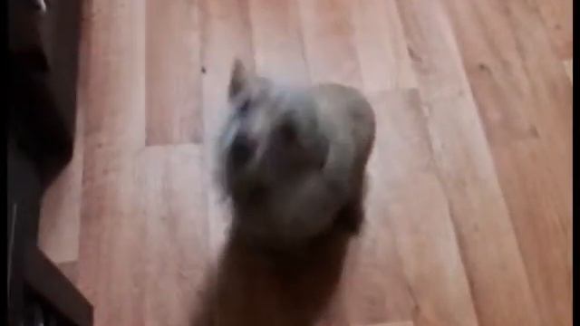 Прикольное видео . Милая собачка танцует под музыку. смотреть онлайн