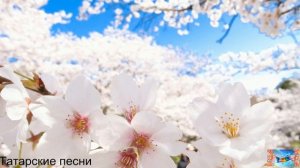 Татарские песни 17