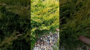 Можжевельник Лайм Глоу. Север, почва песчаная.