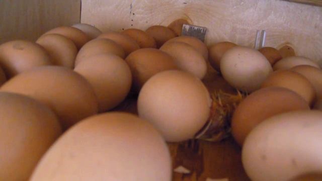 вылупление цыплят 1 смотреть онлайн