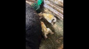 ТЯЖЕЛЫЕ РОДЫ У КОЗ И ОВЕЦ | ПОМОГАЮ ЛЮДЯМ