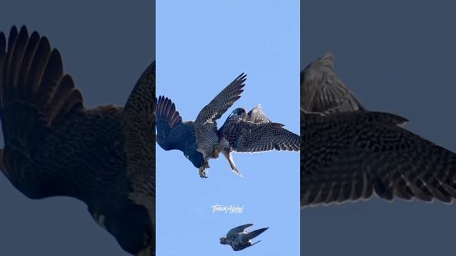 Aerial Collision Juvenile Peregrine Falcon trying to catch the prey but flys crashing into its mom. смотреть онлайн