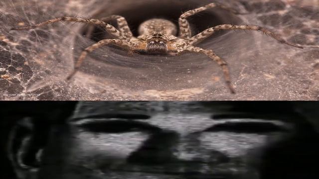 арахнофобия...