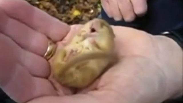 Храпящий грызун смотреть онлайн