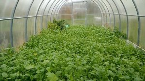 Огурец крокодил Гена в теплице 28.09.2019