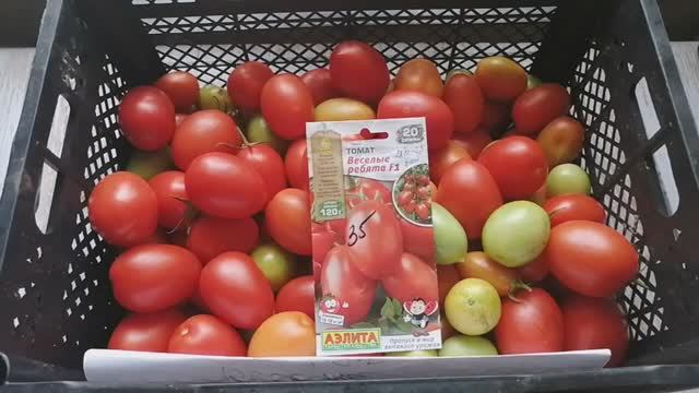 375 томаты сорта _Веселые ребята Ф1_ урожай и видео осень 2023 года смотреть онлайн