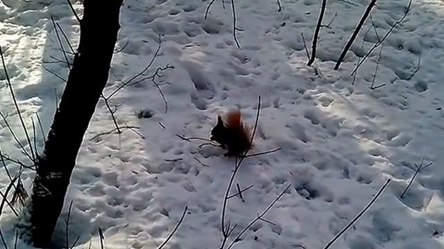 Скаженні білки смотреть онлайн