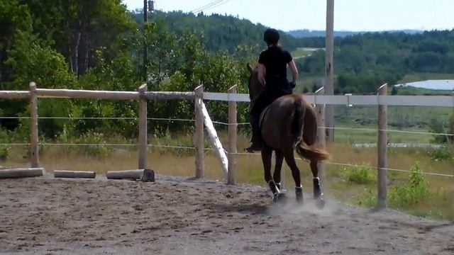 Boundless 2010 Hanoverian By Belissimo M