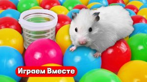 Видео для детей 👍👍👍 Помогаем Хомяку выбраться из сложного лабиринта с ловушками 🐹🐹🐹