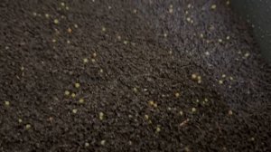 Работа с коконом червя Дендробена