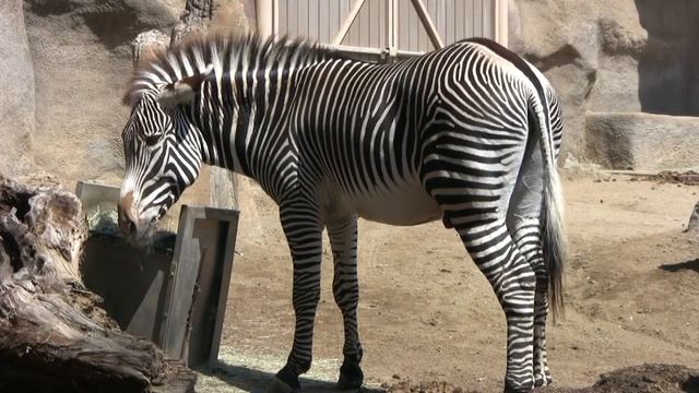 Zebras at the San Diego Zoo (in HD) смотреть онлайн
