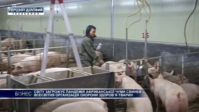 Миру угрожает пандемия Африканской чумы свиней смотреть онлайн