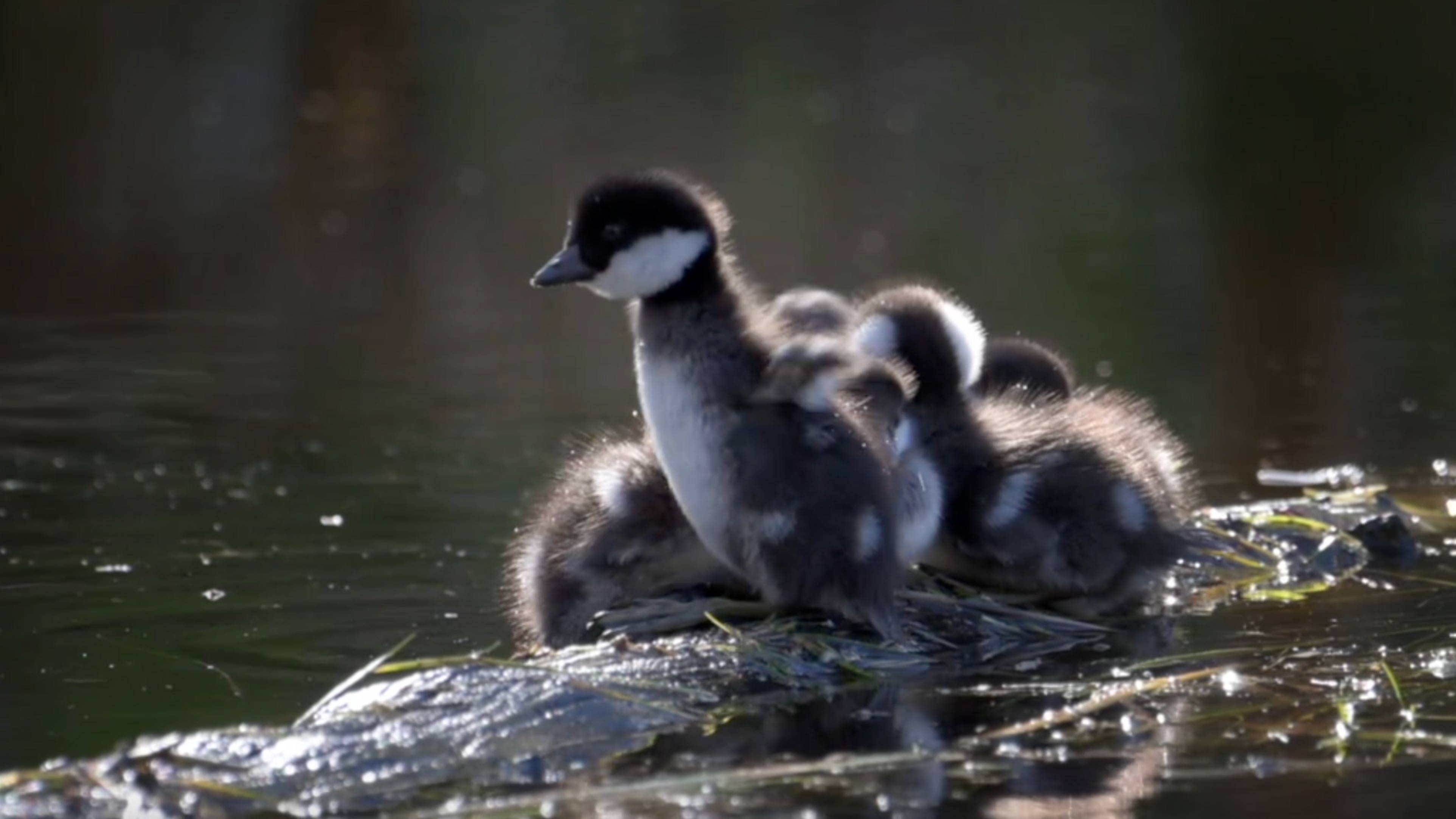 Весна у лесного озера
