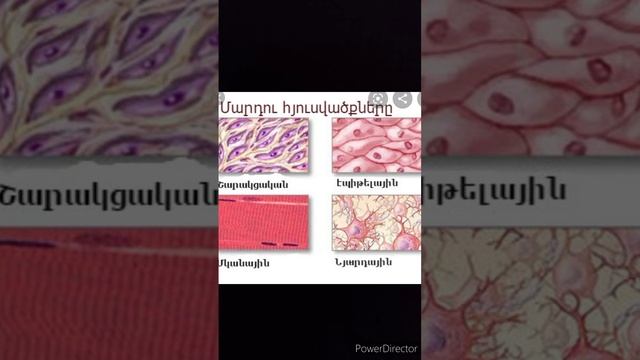 Բջիջների և հյուսվածքների կառուցվածքը։ смотреть онлайн