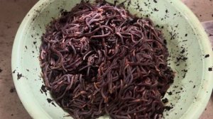 Расселение червя для быстрого роста