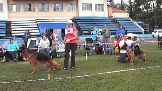 Иркутск ПК 2018 Лучшая молодая собака до 24 месяцев смотреть онлайн