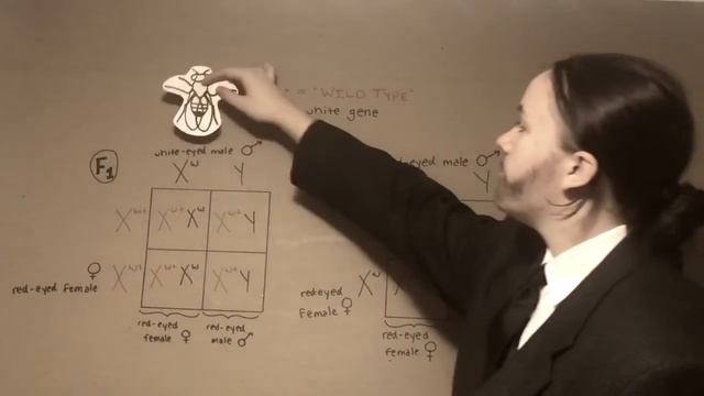 Biology Project - Thomas Hunt Morgan смотреть онлайн