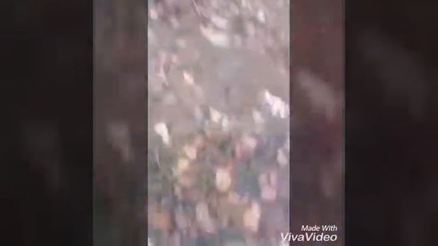 ПРОГУЛКА ЧАСТЬ 1. ГОША ПРОПАЛ. МОТЯ ЗАМЕРЗАЕТ| Dog Motya ang Gosh смотреть онлайн