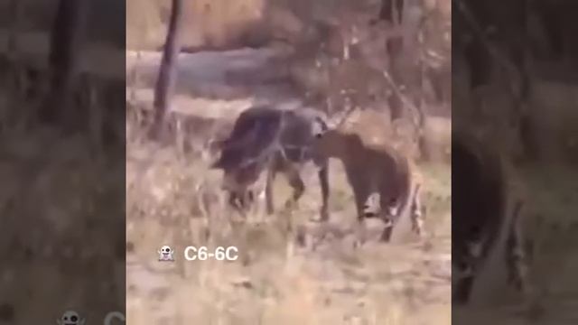 Охота леопарда смотреть онлайн
