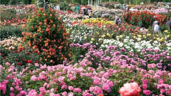 РОЗОВЫЙ САД В ЯПОНИИ Keisei Rose Garden