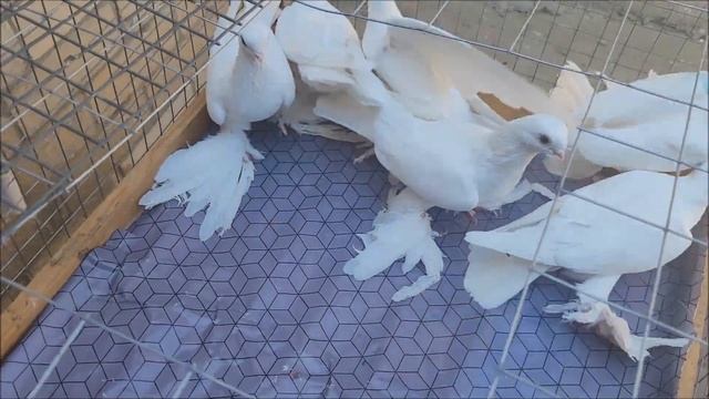 Сельские голуби. 19-08-2024 года.Голуби разной масти. смотреть онлайн