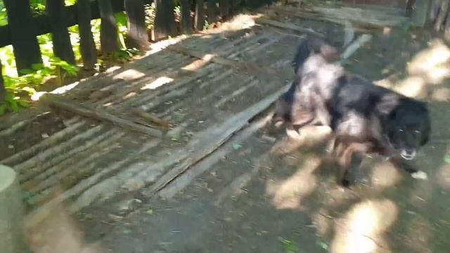 Новые заботы и утренний кот. смотреть онлайн