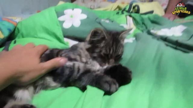 У нас новый котенок в семье! Знакомьтесь - Принц! (08.17г.) Семья Бровченко. смотреть онлайн
